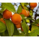 Natürliche Mandarinenmarmelade mit frischen Früchten von der Insel Lesbos
