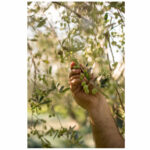 Armakadi natives Olivenöl extra 500 ml