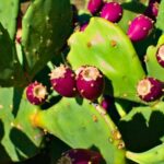 Kaktusfeigenkernöl (Opuntia ficus indica seed oil) 15 ml